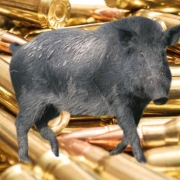 Pig shooting