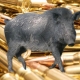 Pig shooting