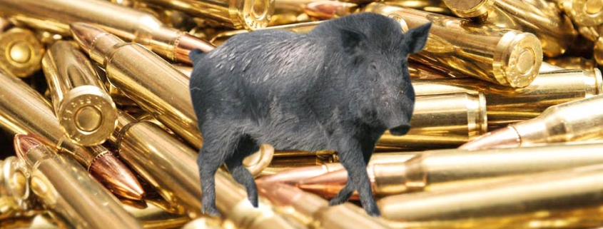 Pig shooting